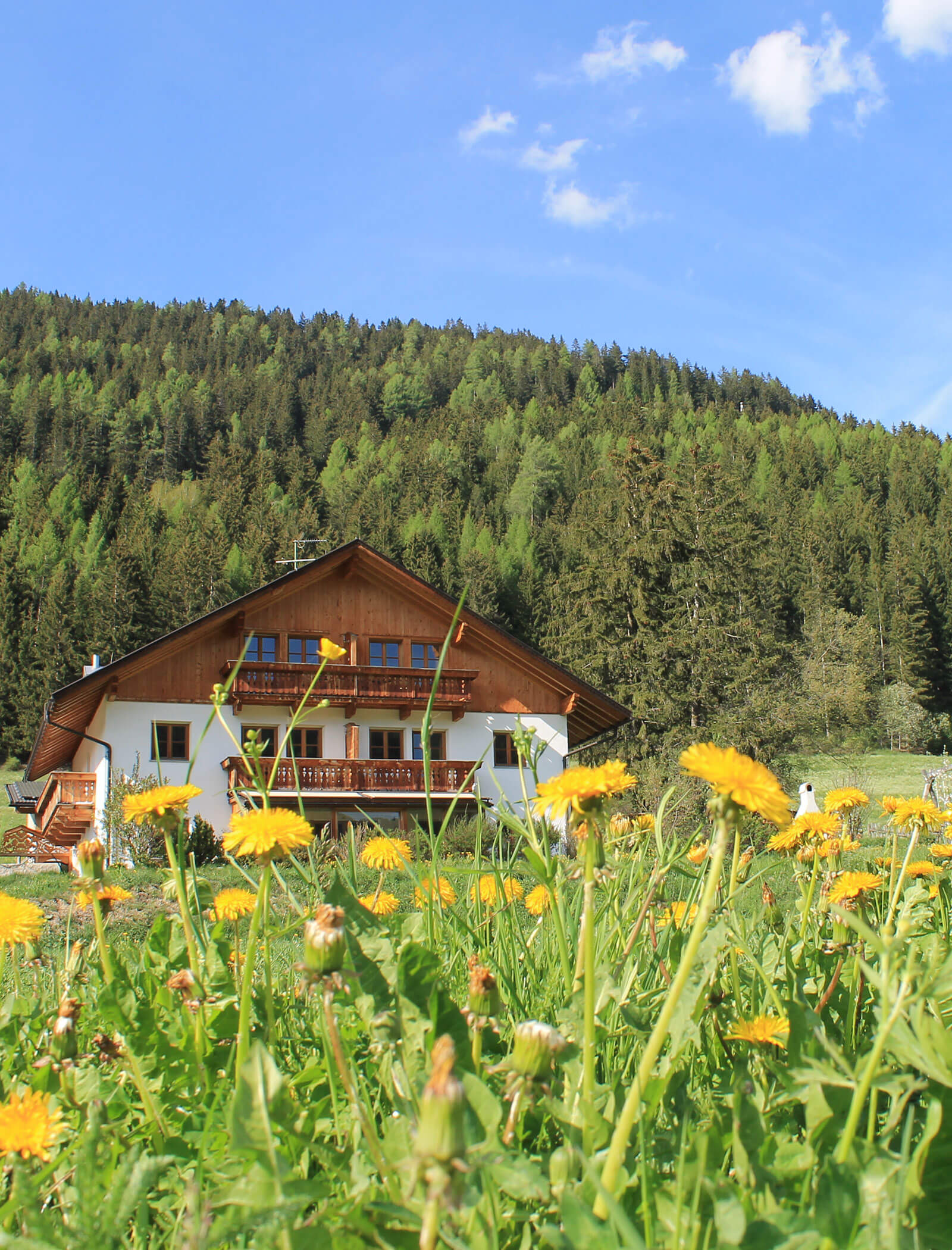 Blühender Löwenzahn vor dem Bauernhof - Feldsagerhof