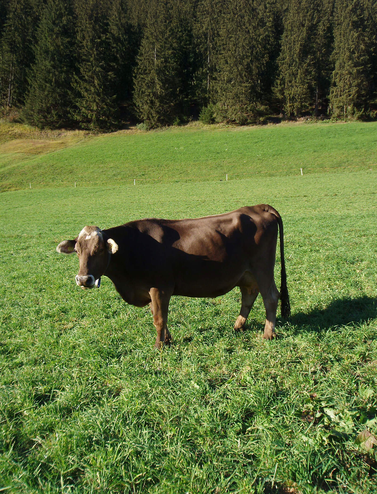 Eine Kuh beim Grasen auf der Wiese - Feldsagerhof